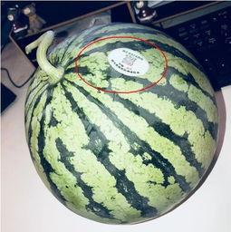 网红吃瓜id,揭秘娱乐圈幕后真相，带你领略明星们的真实生活  第2张