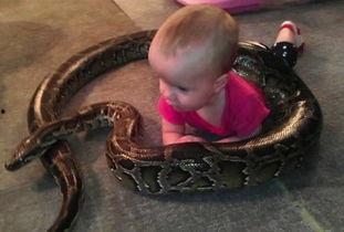 蛇的视频全集在线观看 第1张 蛇的视频全集在线观看 第1张